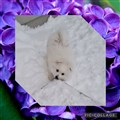 Collage_2023-12-23_15_59_17.jpg