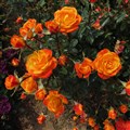 Irish_Eyes_Floribunda_Garden_Rose_21_09-scaled.jpg