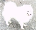 Noblewhite King of Harts.JPG