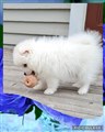 Tenshi Aug 6.jpg