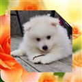 Yoshi 6 Aug 2023.jpg